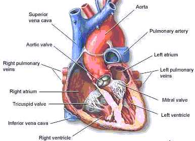  Human heart